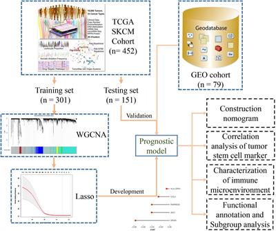 Identification and Validation of Immune- and Stemness-Related Prognostic Signature of Melanoma